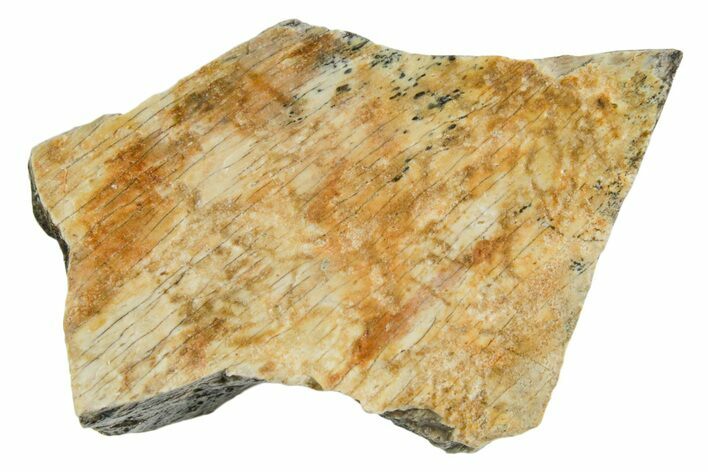 Fossil Tyrannosaur (T rex) Bone Section - Wyoming #352916